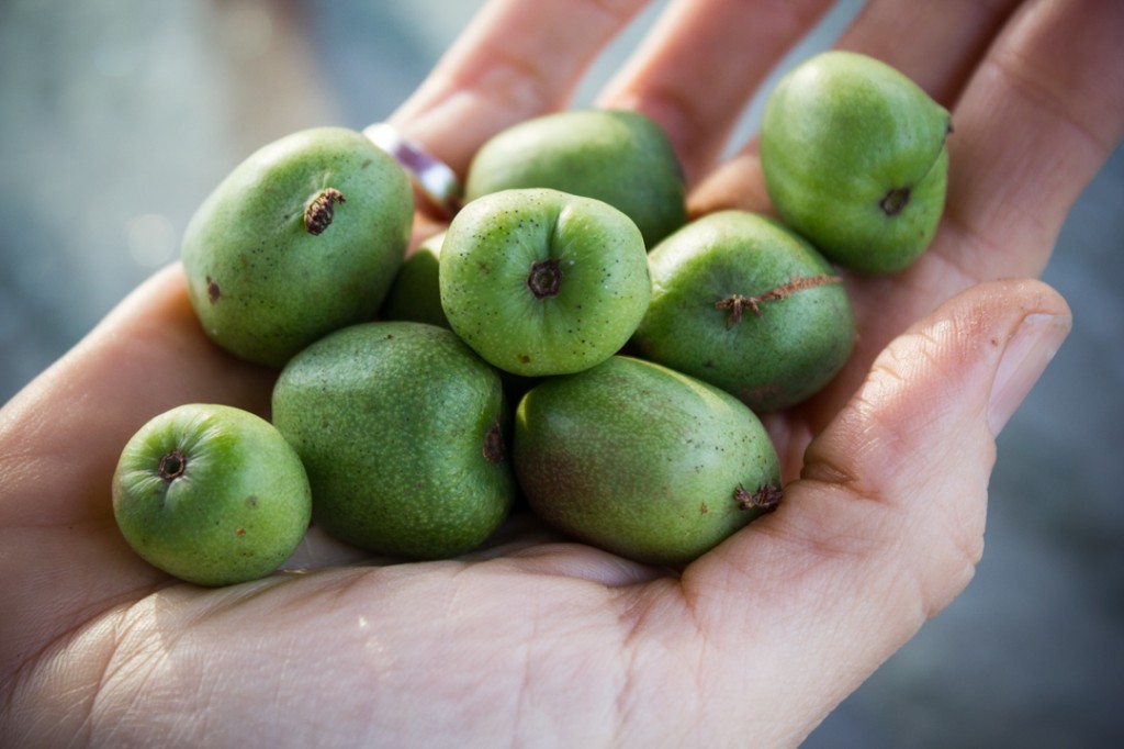 an image from the blogpost What to know about Kiwi Berries