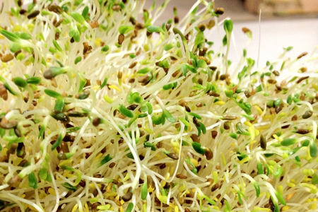 sprouts_alfalfa_450px